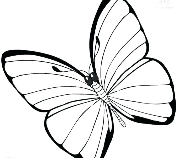 678x600 Full Page Coloring Pages Free Full Page Coloring Pages Butterfly