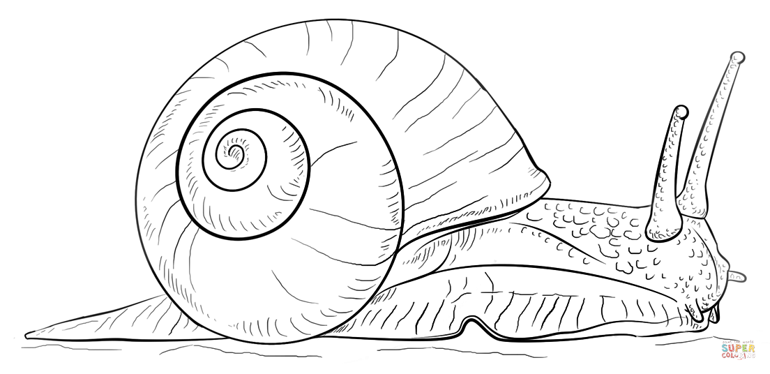 1104x536 Snail Coloring Page
