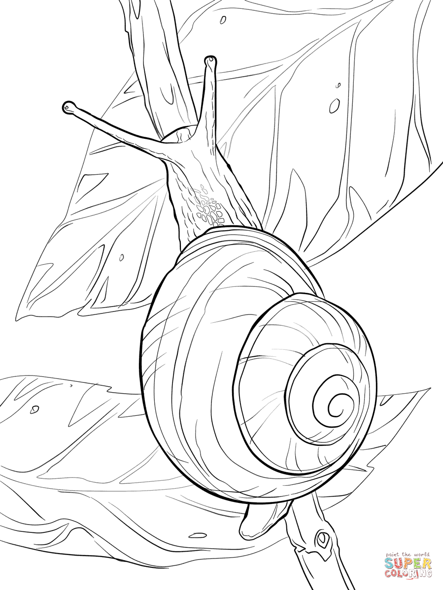 899x1199 White Lipped Snail Coloring Pages.png (Png Image, 899 1199