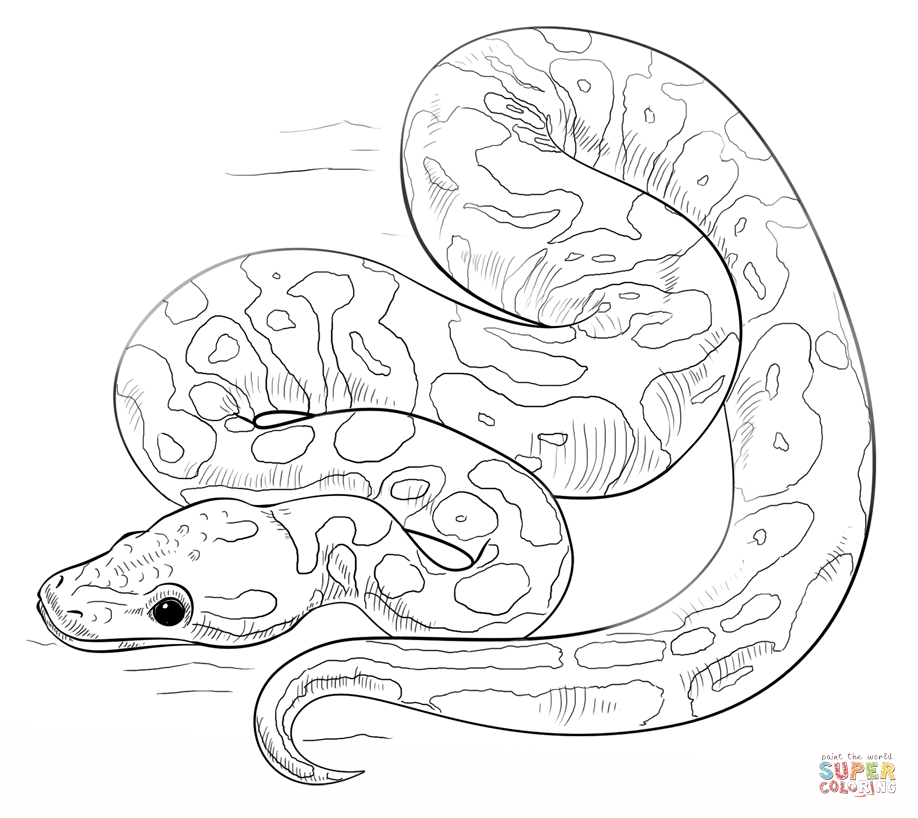 918x818 Snake Color Pages Snakes Coloring Pages Free Coloring Pages Eagles
