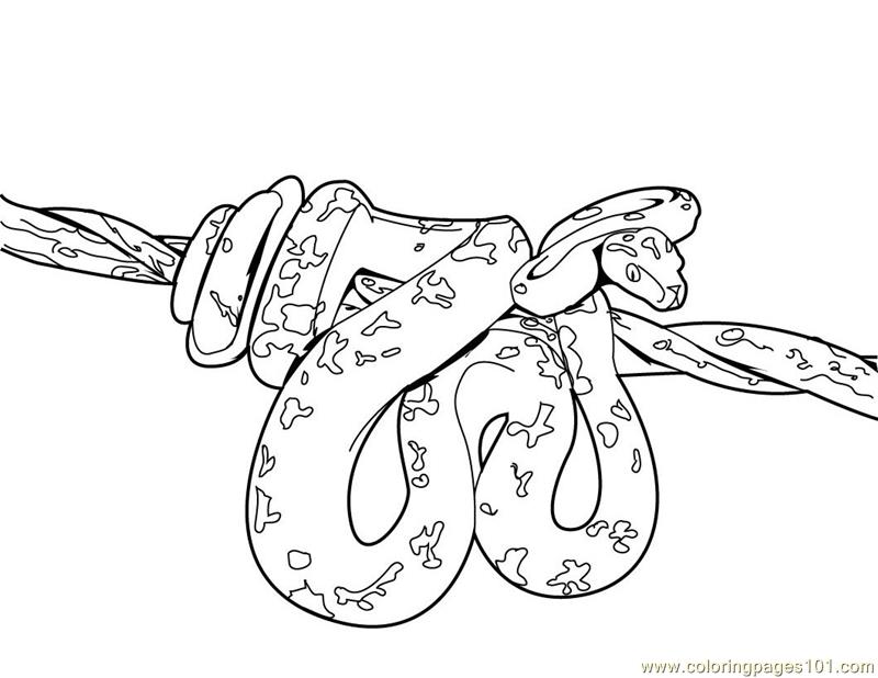 800x618 Free Printable Snake Coloring Pages