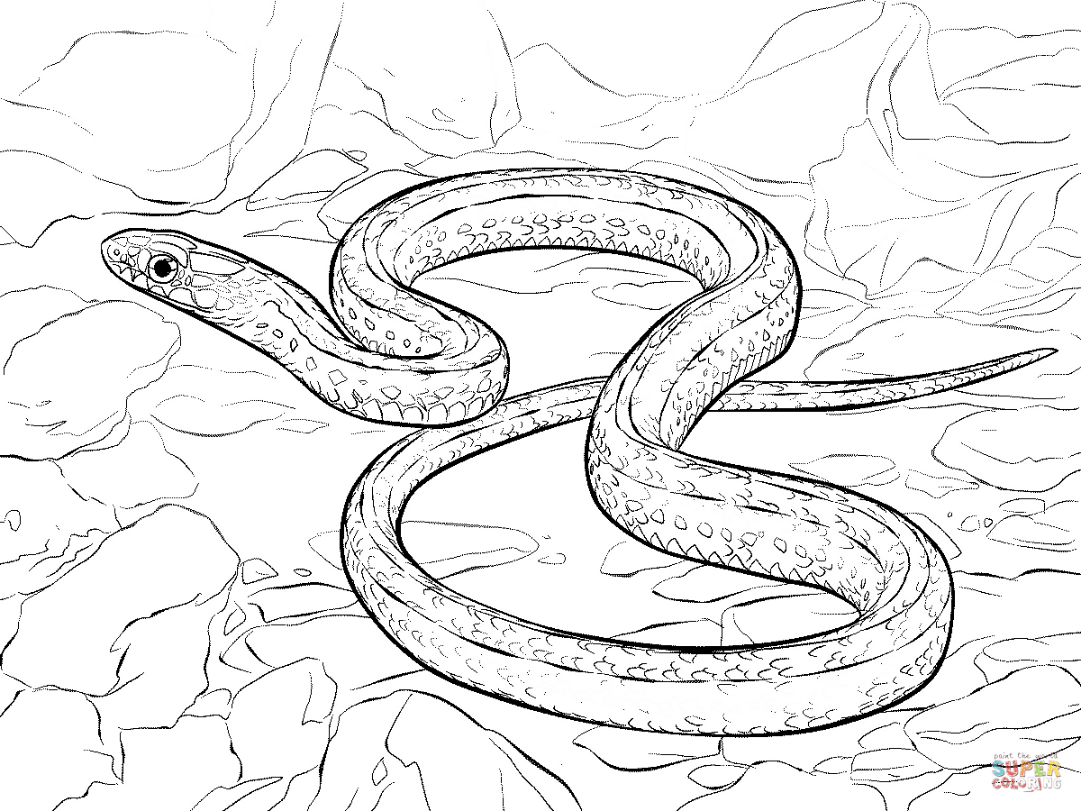 1200x900 Garter Snake Coloring Page