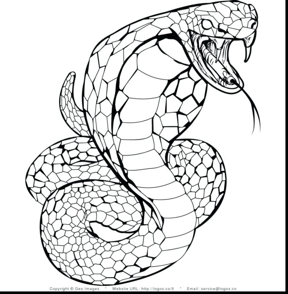 1004x1024 Highest Snake Coloring Sheets Realistic Pages Snakes Science Life