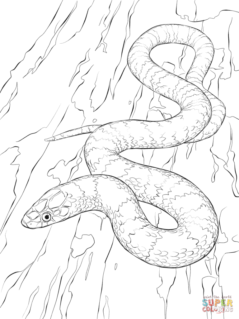 768x1024 Scarlet Kingsnake Download Coloring Pages