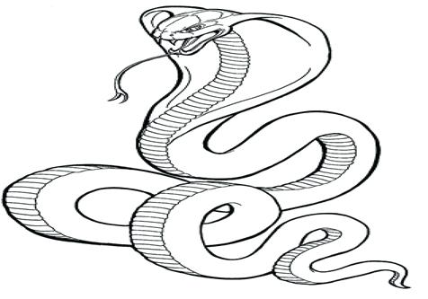 476x333 Snake Coloring Pages Coloring Trend Medium Size Pics Of Scary