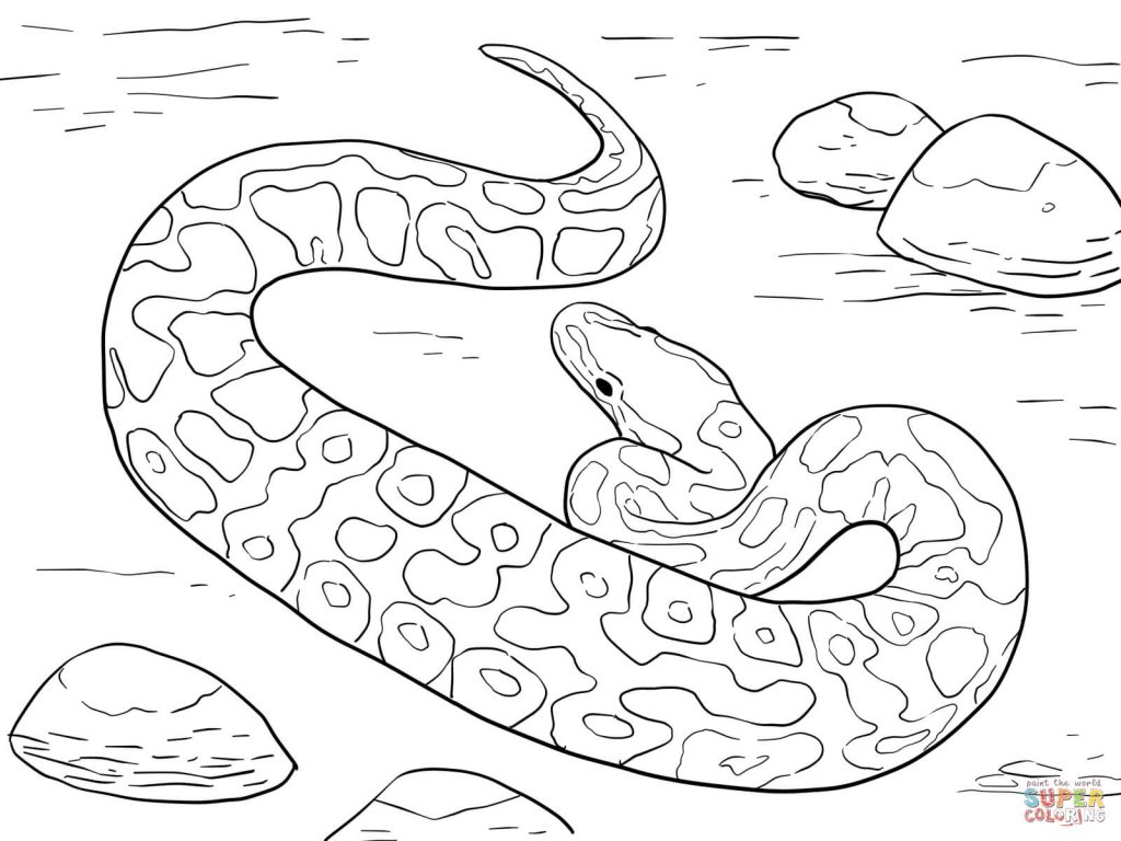 1024x768 Ball Python Download Coloring Page