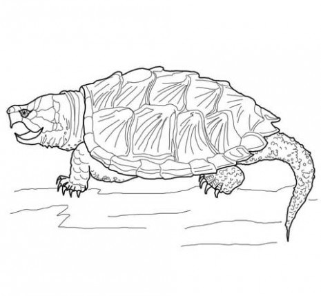 465x429 Snapping Turtle Coloring Pages Coloring Pages