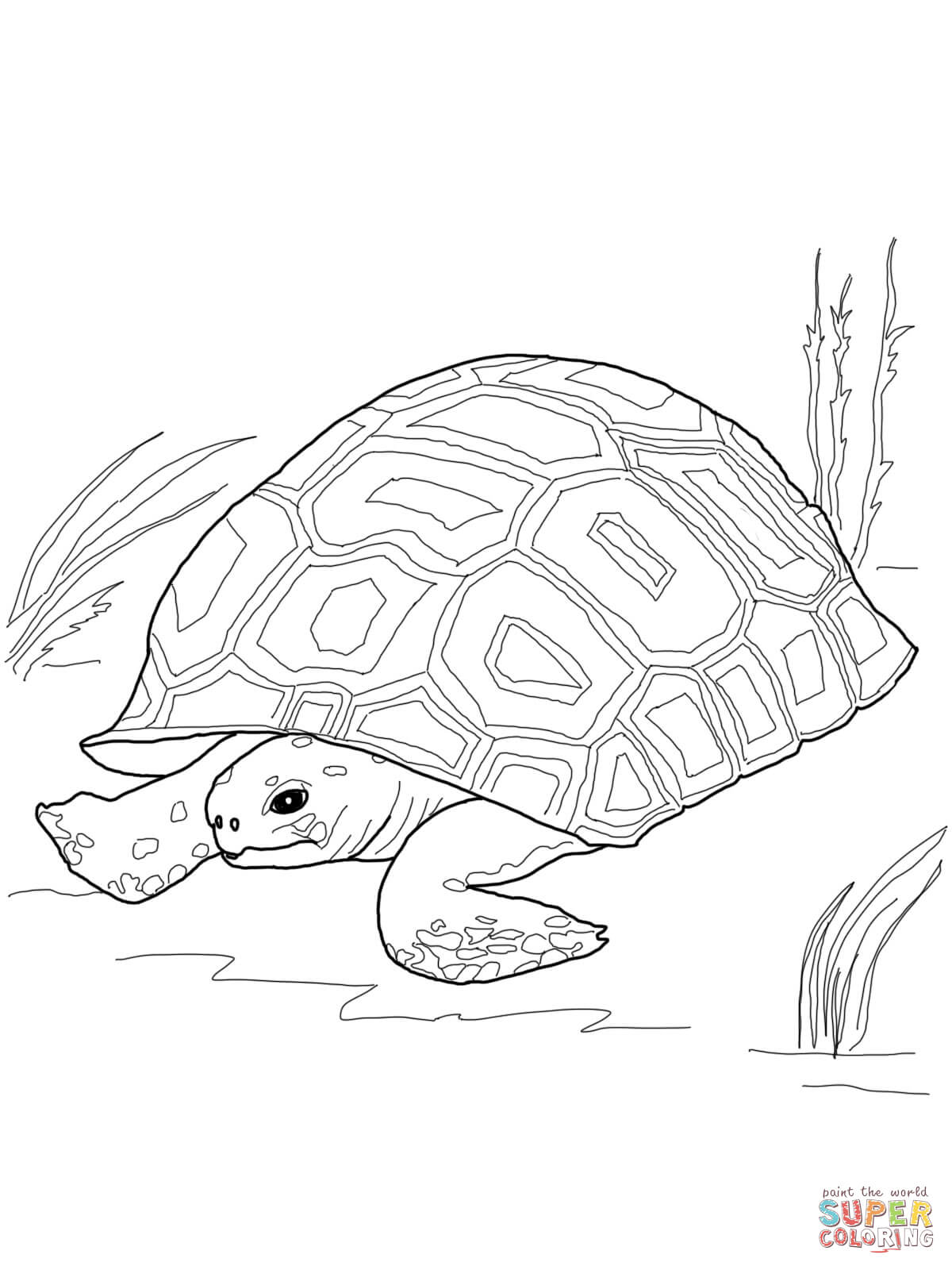 1200x1600 Alligator Snapping Turtle Coloring Pages Color Bros