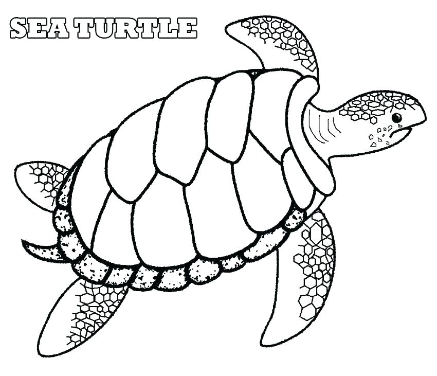 850x731 Best Printable Sea Turtle Coloring Pages Free Printable Printable