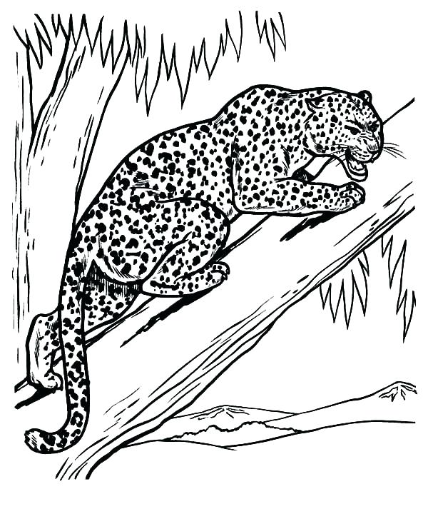 600x734 Feeling Coloring Pages Snow Leopard Coloring Pages Leopard Feeling