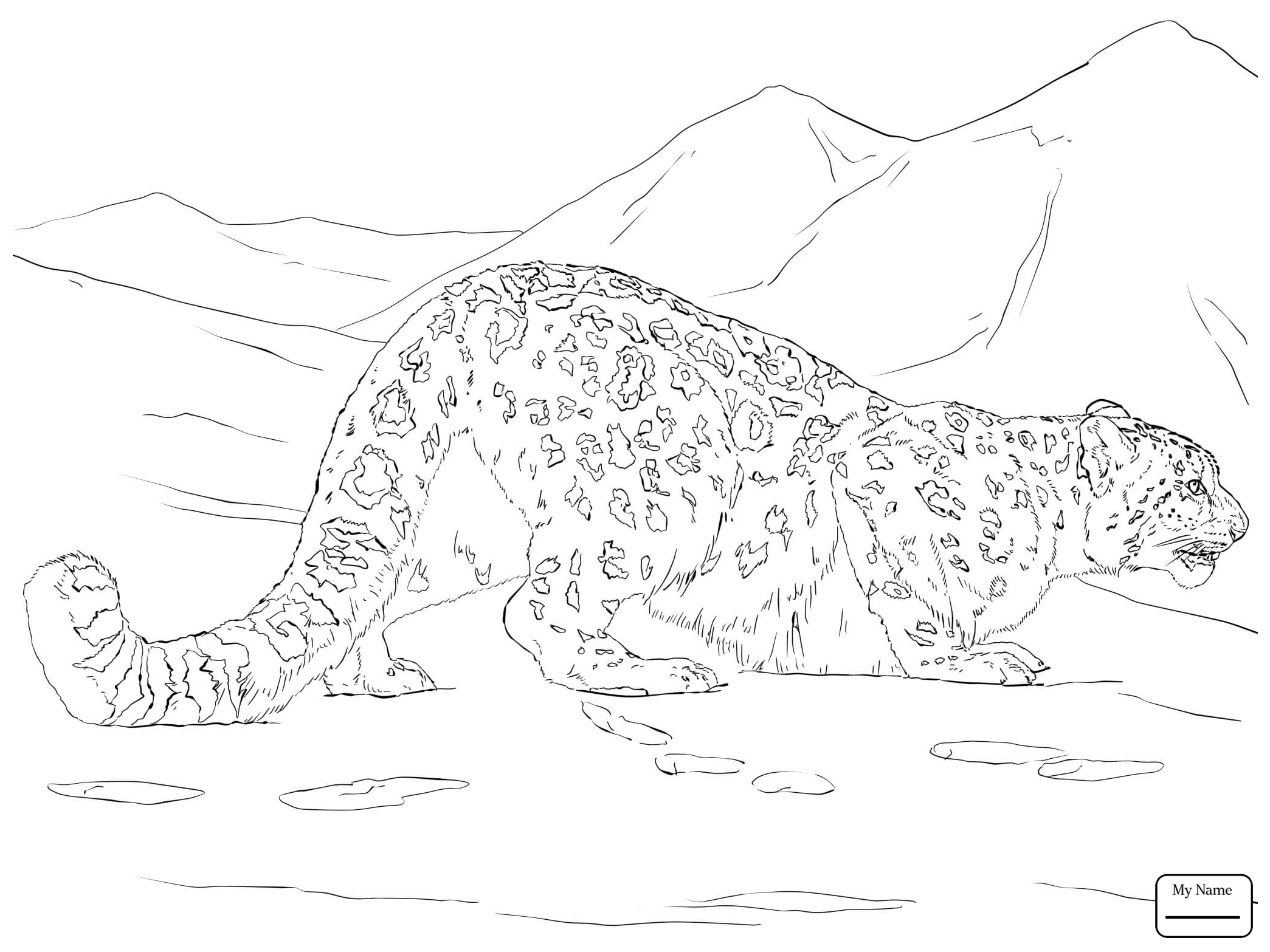 2089x1567 Snow Leopard Coloring Pages 8