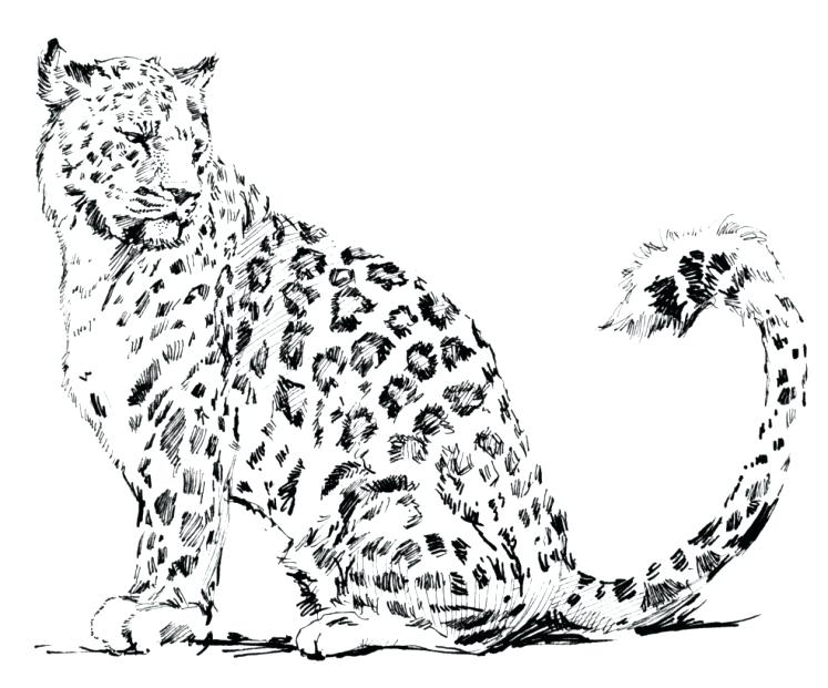 747x621 Snow Leopard Coloring Pages Coloring Page Leopard Animals