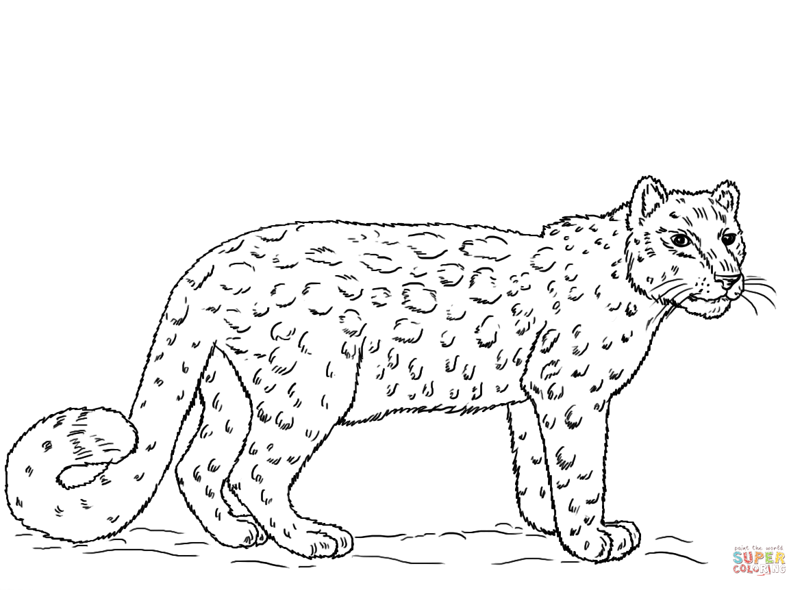 1152x862 Snow Leopards Coloring Pages Free To Download Printable Leopard