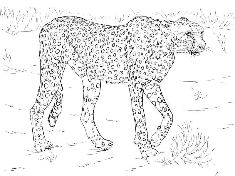 800x599 Awesome Snow Leopard Coloring Pages Cheetah Coloring Pages Free