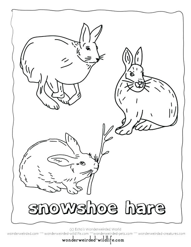 612x792 Arctic Coloring Pages Wolf Coloring Pages Free Download Printable