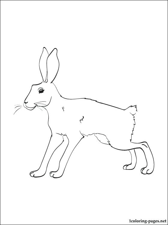 560x750 Coloring Pages Valentines Day Hare Snowshoe Page