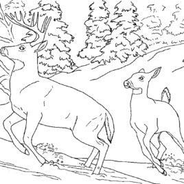268x268 Printable Hare Coloring Pages,arctic Hare Coloring Page,snowshoe