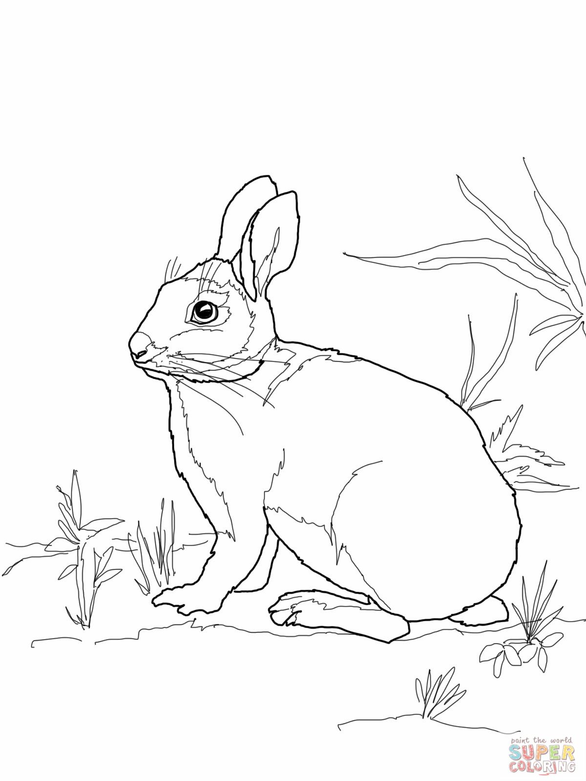 1200x1600 Cottontail Marsh Rabbit Coloring Page.jpg Mosaic