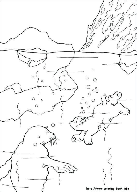 567x794 Arctic Animal Coloring Pages Printable Hare Coloring Pages