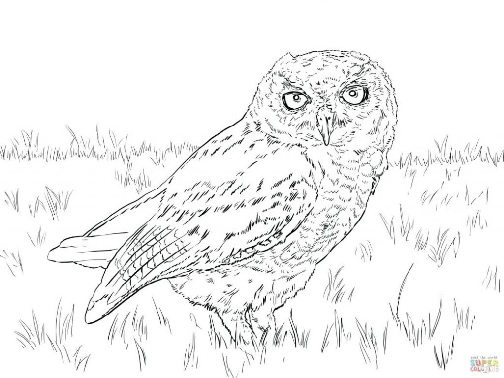 Snowy Owl Coloring Page