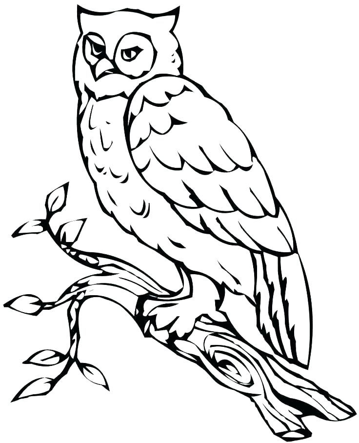 736x908 Snowy Owl Coloring Pages Owl Coloring Page Printable Owl Coloring