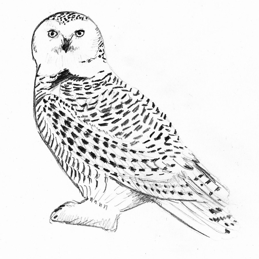 900x899 Spotlight Snowy Owl Pictures To Print White Dr