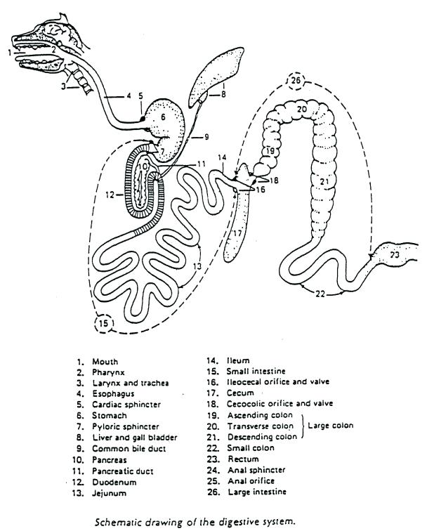 618x756 Digestive System Coloring Page Digestive System Digestive System