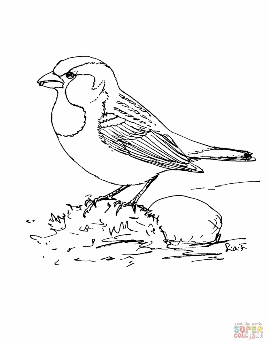 930x1184 Sparrows Coloring Pages Printable Coloring For Kids 2018