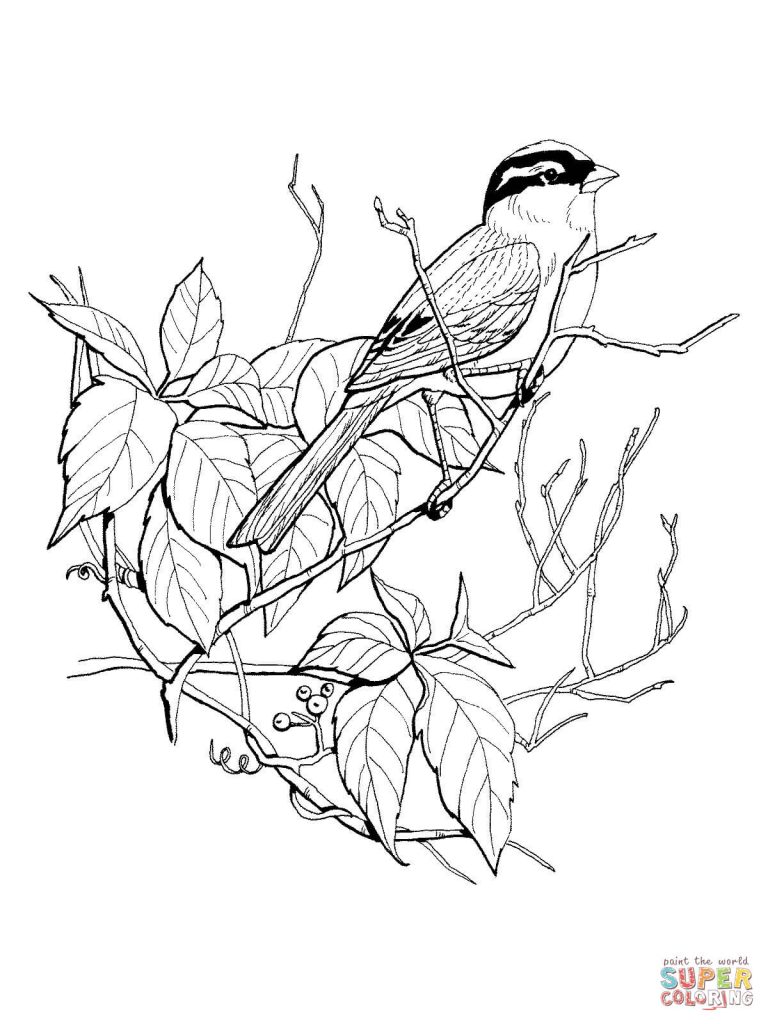768x1024 White Crowned Sparrow Download Coloring Page