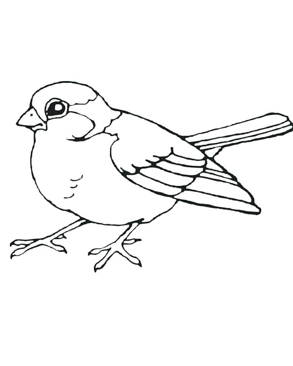 600x750 Sparrow Outline