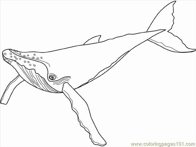 Sperm Whale Coloring Page
