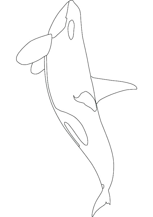 595x842 Orca Whale Coloring Pages Sperm Whale Coloring Pages Com On Lovely