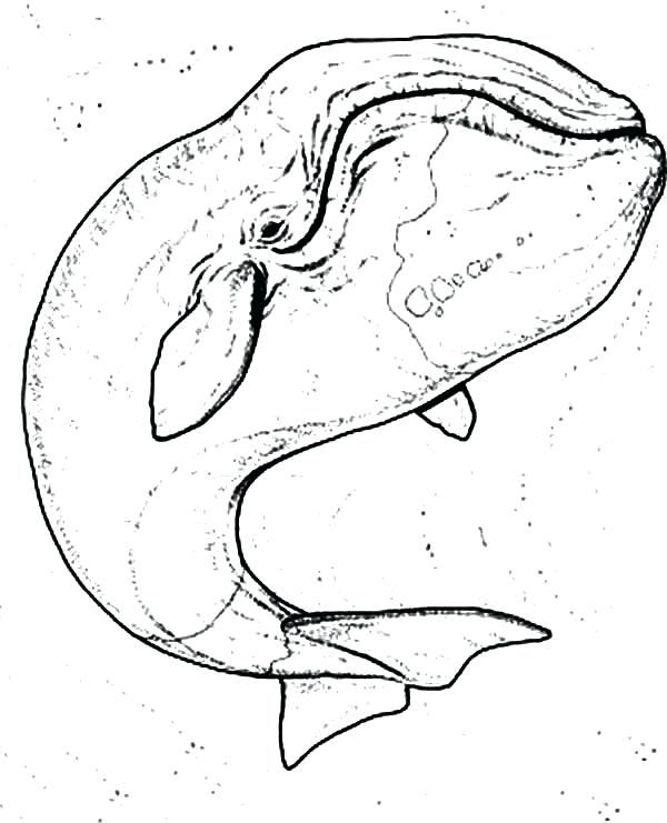 600x741 Blue Whale Coloring Page Blue Whale Coloring Page Cool Sperm Whale