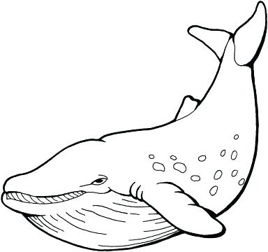 384x360 Sperm Whale Coloring Page