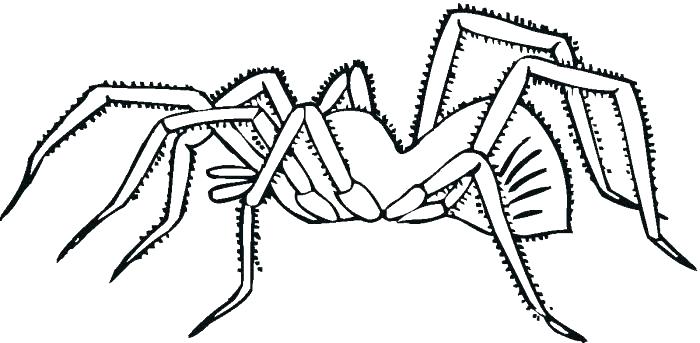 700x343 Spider Color Page Spider Web Coloring Page Printable Spider Web