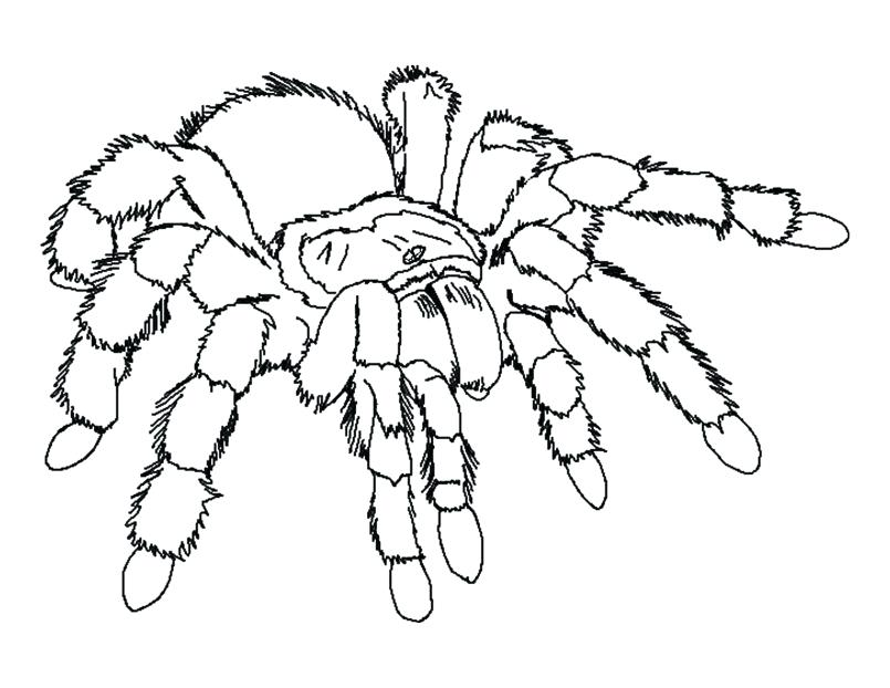 805x622 Spider Colouring Pages Itsy Bitsy Spider Coloring Page Omnitutorco