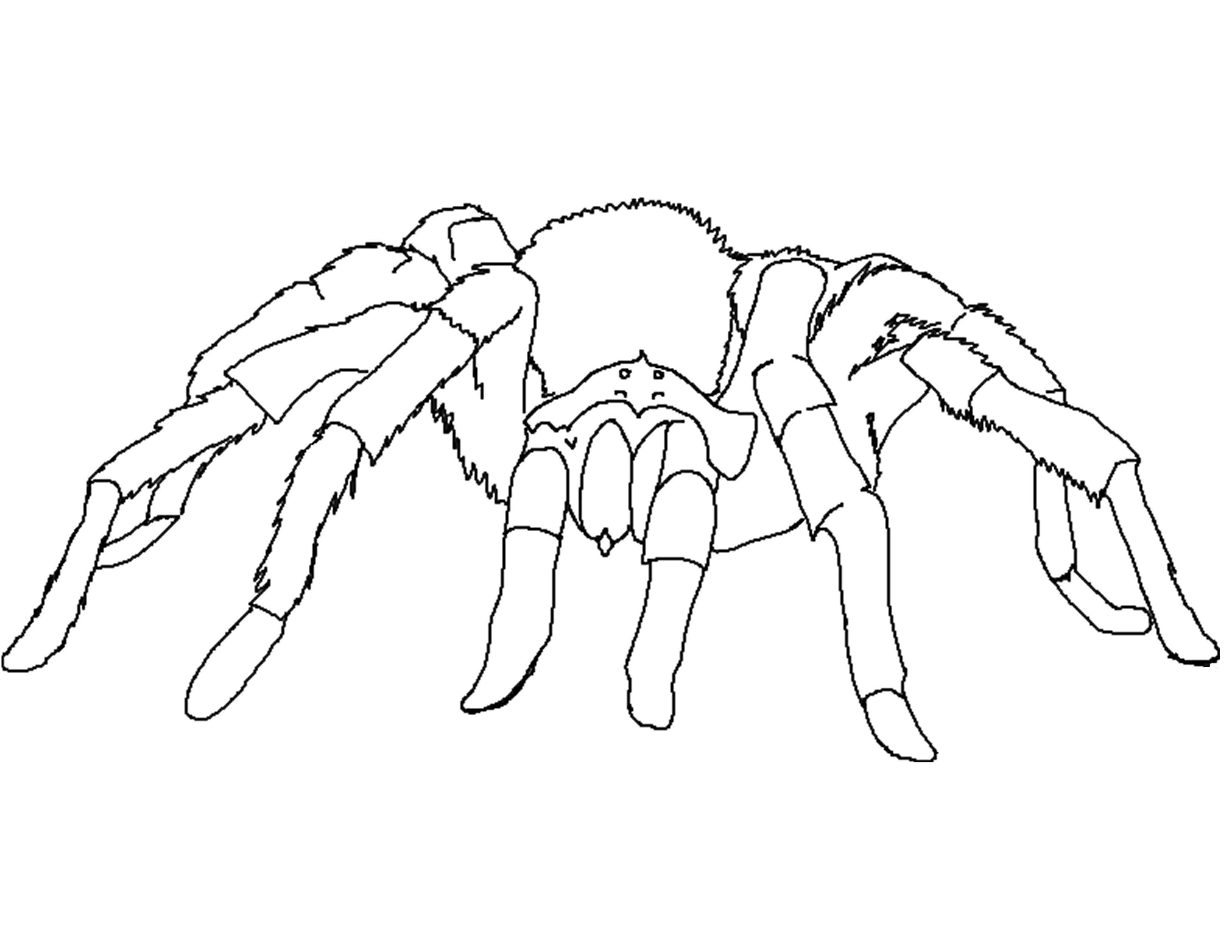 3300x2550 Free Printable Spider Coloring Pages For Kids