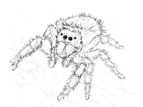 480x360 Happy Spider Coloring Page Cute Spider Spider Spider Web Coloring