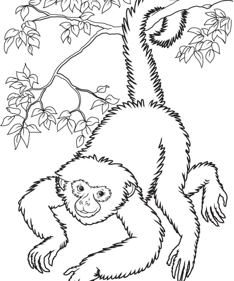 900x1080 Free Printable Monkey Colorings Coloring Pages Of General To Color