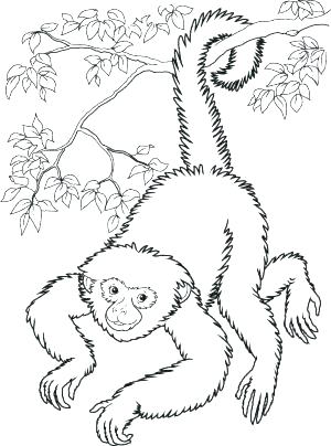 300x404 Monkey Pictures To Color Together With Spider Monkey Coloring