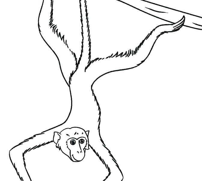 672x600 Printable Monkey Coloring Pages Printable Monkey Coloring Pages