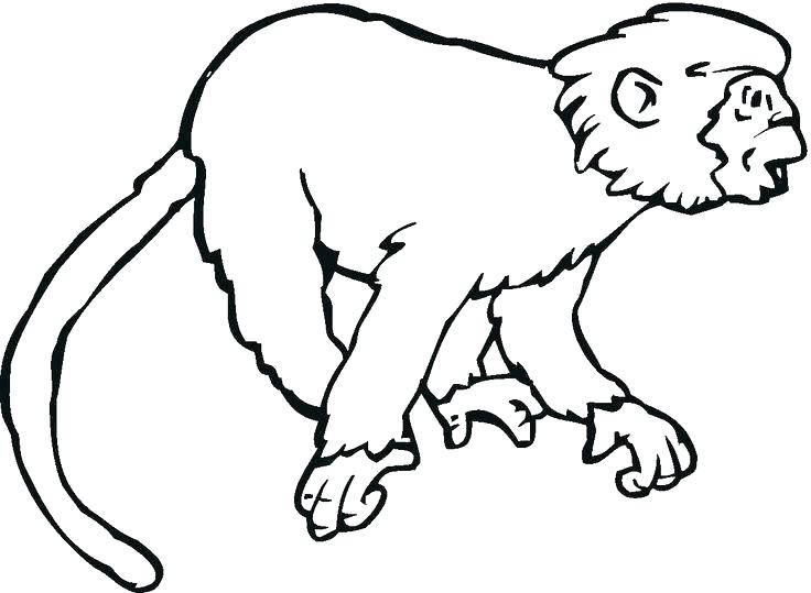736x539 Baby Monkey Coloring Pages Spider Monkey Coloring Pages Coloring