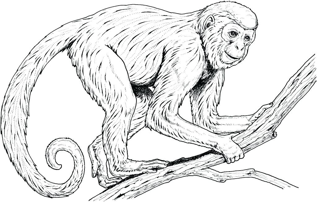 1024x655 Spider Monkey Coloring Pages Ben 10 Spider Monkey Coloring Pages