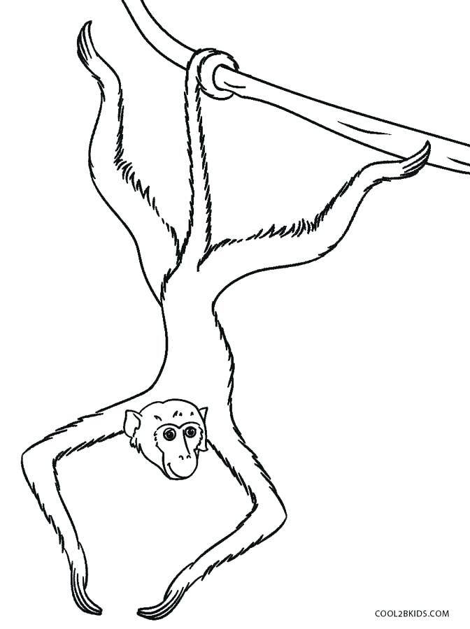 672x900 Spider Monkey Coloring Pages Image Result For Spider Monkey Line