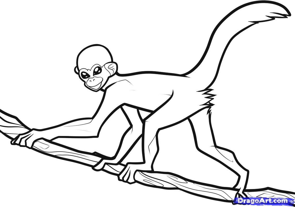 1134x796 Spider Monkey Coloring Page
