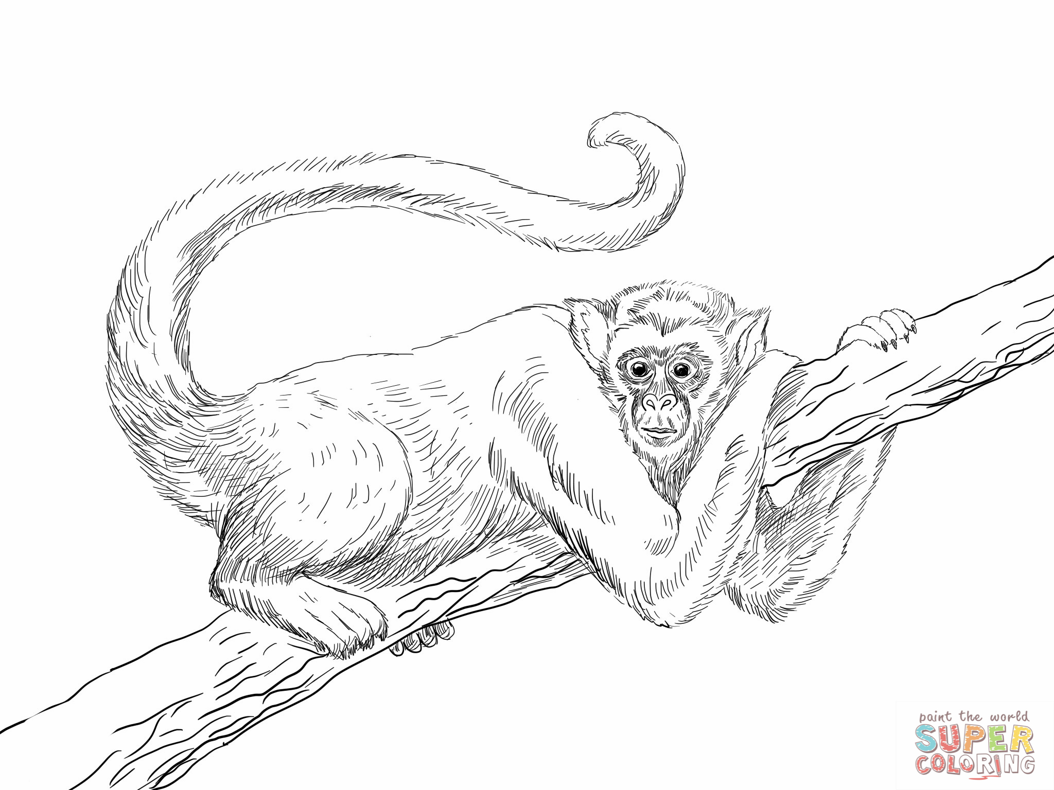 2048x1536 Hanging Spider Monkey Coloring Page Super