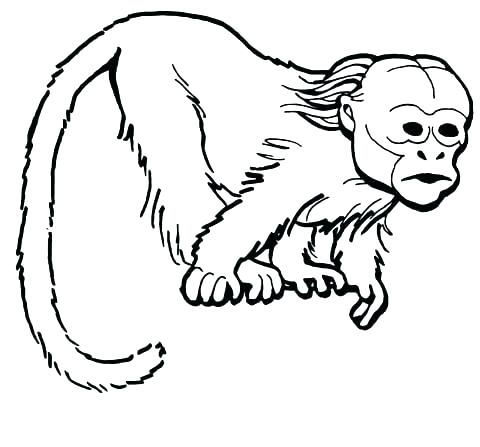 480x447 Coloring Pages Of Monkeys Spider Monkey Coloring Pages Free Monkey