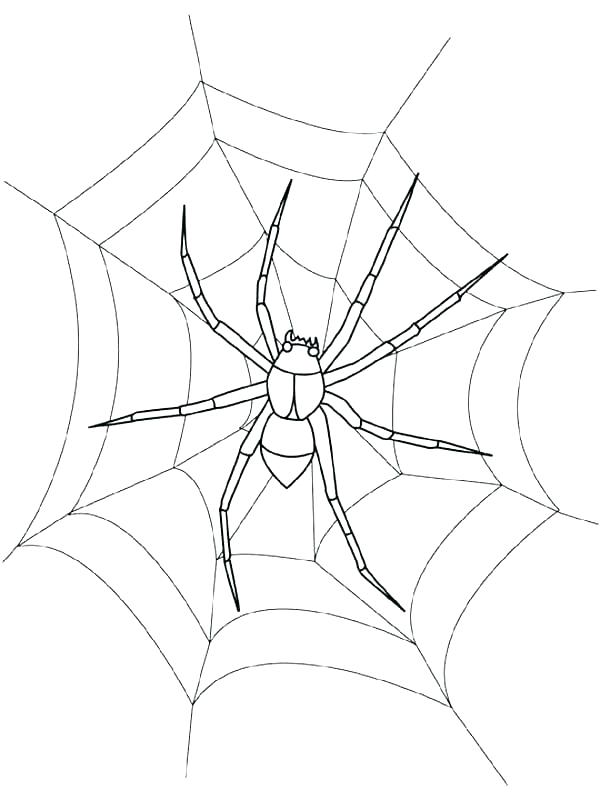 600x800 Spider Web Coloring Page