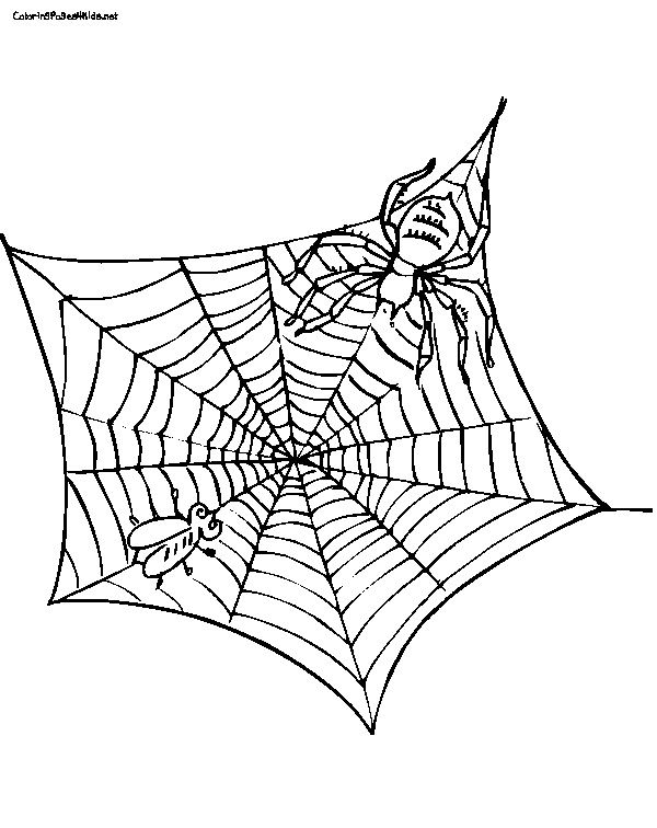 Spider Web Coloring Pages To Print