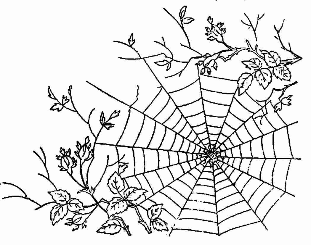 1050x828 Spider Web Coloring Page Olegratiy
